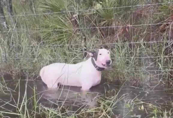 VIDEO: Salvan a perrito atado a un poste en medio del huracán Milton en Florida