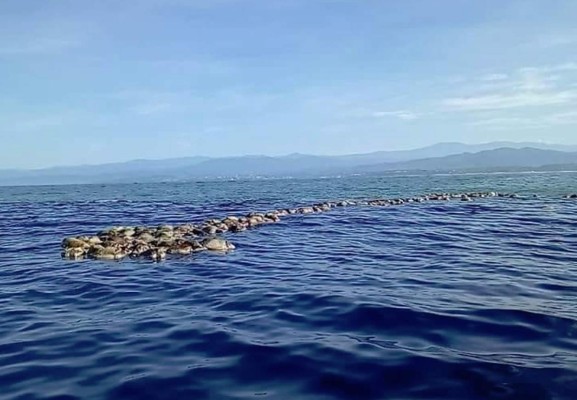 Matan a 300 tortugas en peligro de extinción en México