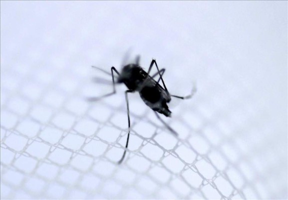OMS: Virus del zika se extenderá por todo el continente americano