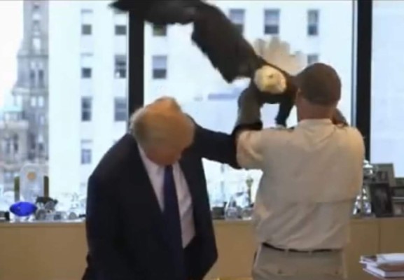 Un águila ataca a Donald Trump