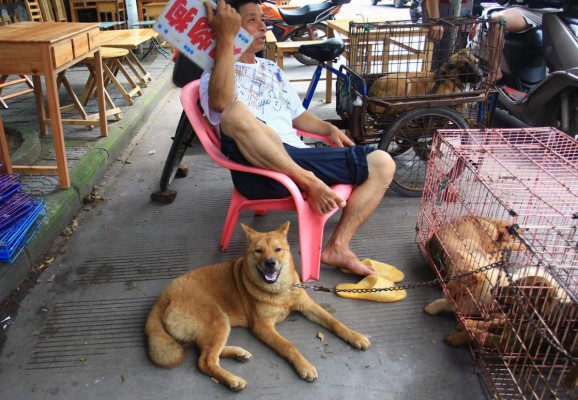 Prohiben venta de carne de perro en festival de China