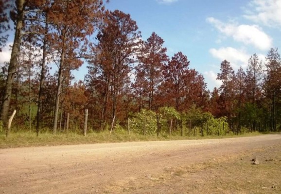 EUA y Canadá enviarán técnicos forestales a Honduras