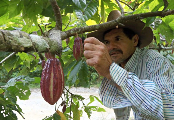 Mercado europeo paga el doble por la tonelada de cacao hondureño