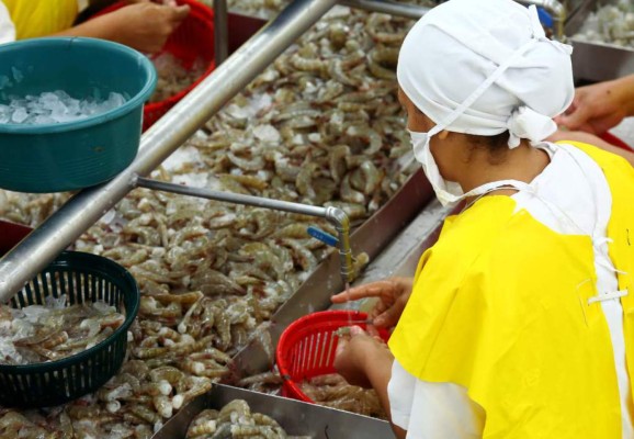 Producción de camarón en Honduras caerá por sequía