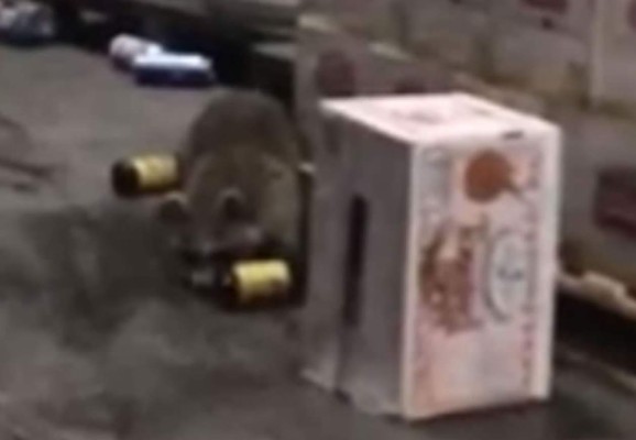 Se viraliza video del mapache ebrio