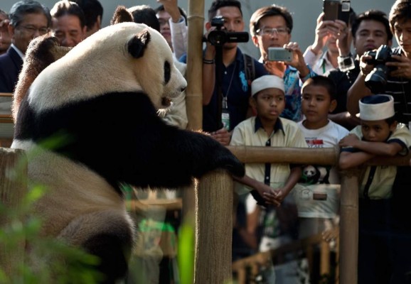 Pareja de pandas celebra las relaciones de China con Malasia