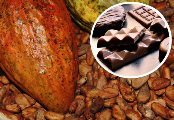 Premian al cacao hondureño en el Salón del Chocolate de París