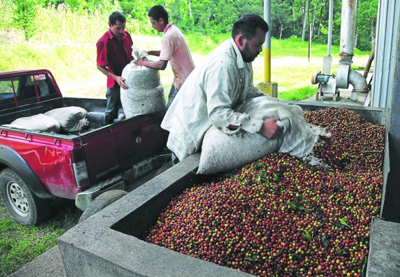 Honduras espera exportar al menos 800 mil sacos adicionales de café