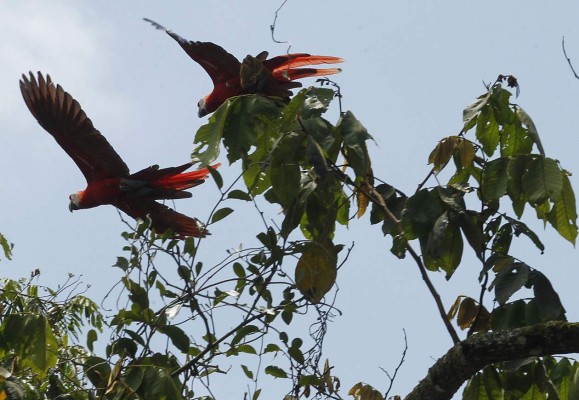 Algarabía en Copán tras liberación de 12 guaras rojas