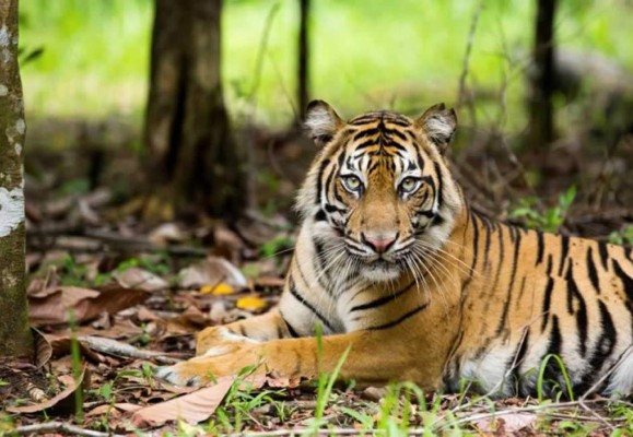 Bonita, el tigre indonesio acechado por los aldeanos tras matar a dos personas