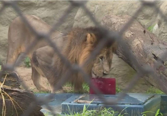 Paletas heladas y aire acondicionado para animales de zoo de Río