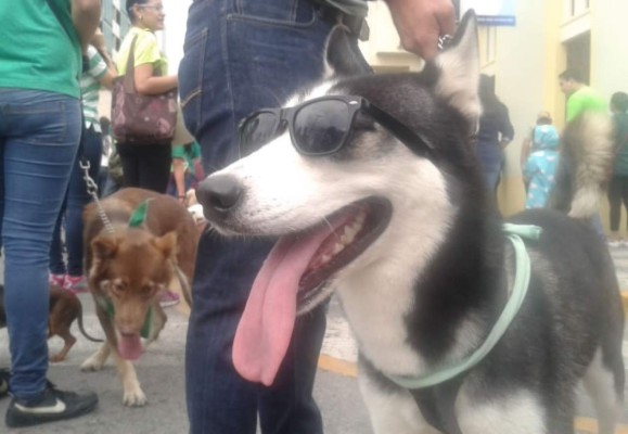 Caninos invaden las calles de San Pedro Sula