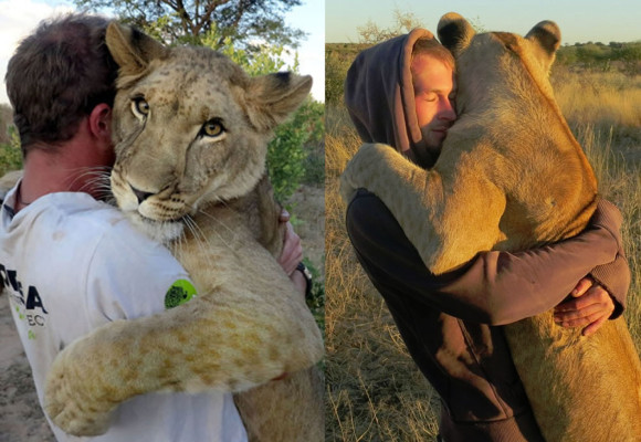 El abrazo de una leona hacia los hombres que la salvaron