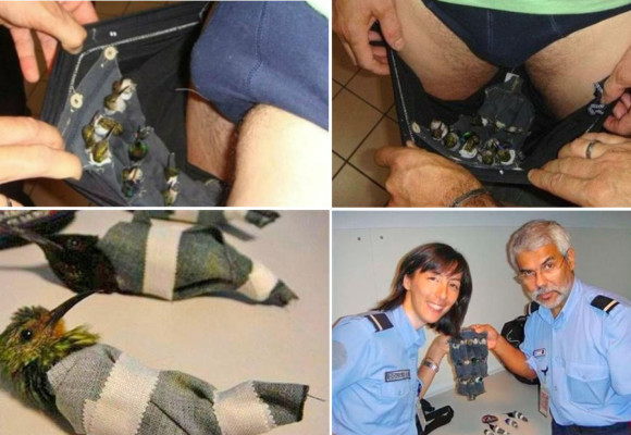 Detienen a holandés con 12 colibríes en los pantalones en el aeropuerto