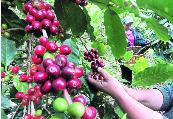 La producción cafetalera cerrará con cifras positivas actual cosecha