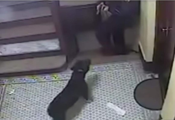 Policía mata a tiros a un pitbull sin razón