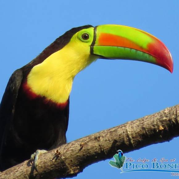 Además, al estar en medio de la montaña, podrá observar las diferentes especies de aves que habitan en el lugar, tales como tucanes y colibrís. Incluso, es posible que durante su estadía salgan jaguares, boas, monos y venados.