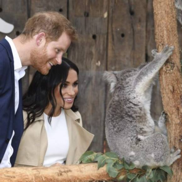 Durante su visita a Australia también tuvieron un encuentro con una pareja de koalas.