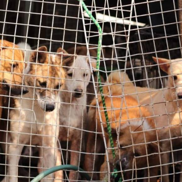 El perro era un animal habitual en la dieta de varios países asiáticos. La razón para no incluir al considerado como 'el amigo del hombre' en la mayor parte de culturas es que este mamífero ha pasado de ser un animal doméstico tradicional a uno de compañía, estatus con el que ya contaba en casi todo el planeta.