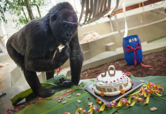 Una torta para la gorila Mimi