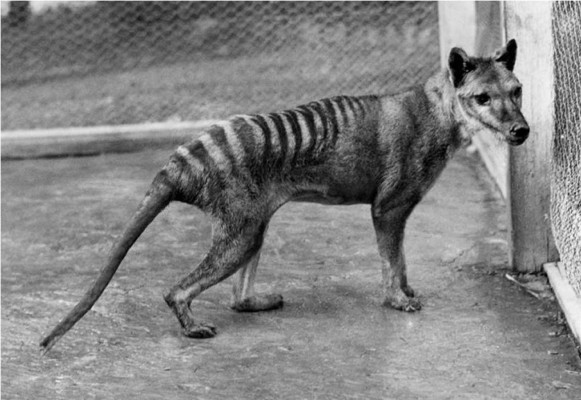 Emprenden la búsqueda del extinto Tigre de Tasmania