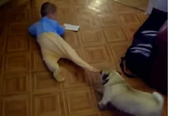 Video: Perrito arrastra a bebé para llevarlo a su casita