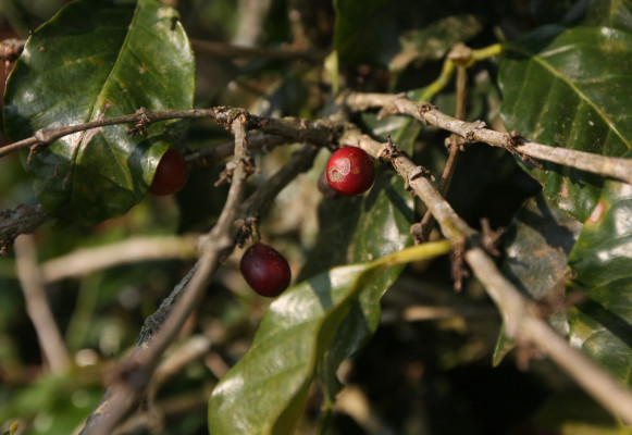 Cafetaleros requieren $790 millones para recuperar sus cosechas