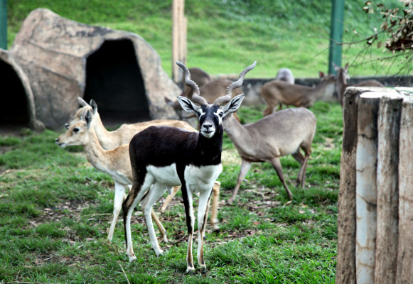 Zoológico Joya grande, un paraíso en crisis por falta de ingresos