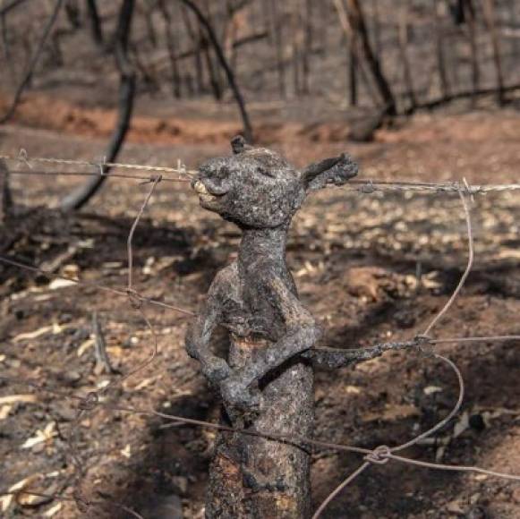 Según un informe del equipo de la Universidad de Sydney que lidera el profesor de Ecología Terrestre Christopher Dickman, los incendios registrados en el estado australiano de Nueva Gales del Sur desde el pasado mes de septiembre han provocado la muerte de unos 480 millones de mamíferos, aves y reptiles.
