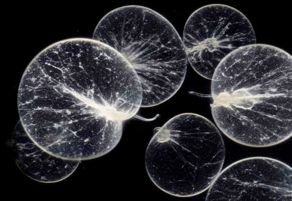 Abren el primer zoológico de microbios del mundo