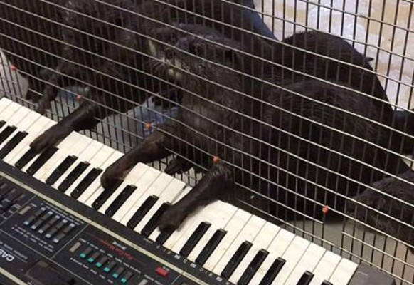 Video: Nutrias pianistas impresionan a visitantes en zoológico