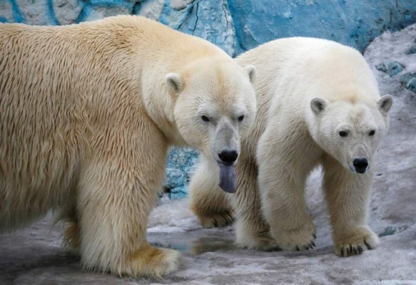 ¿Por qué hay una 'invasión' de osos polares en Rusia?  