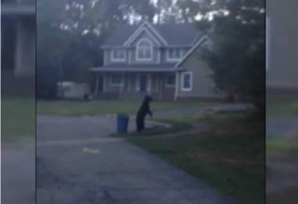 Se vuelve viral video de un oso que camina como humano