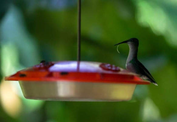 En el Hotel The Lodge At Pico Bonito se puede disfrutar de la observación de aves.