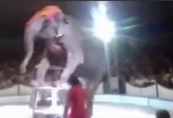 La caída de un elefante durante su presentación en un circo