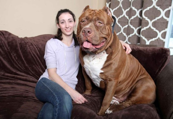 'Hulk', el pitbull gigante