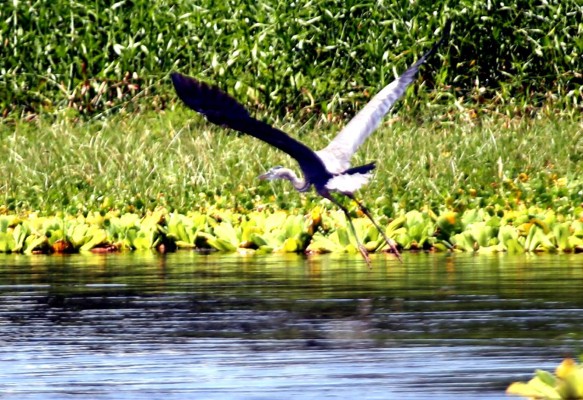 Ejecutan proyecto de rescate de la laguna de Jucutuma