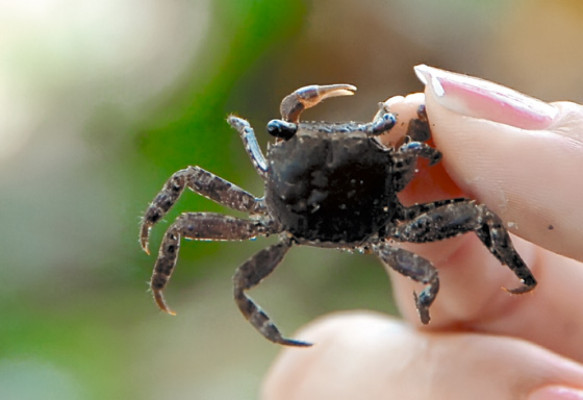 Laguna de Los Micos peligra por sedimentación