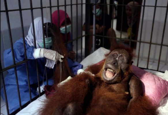 'Hope': orangutana queda ciega tras recibir 74 disparos