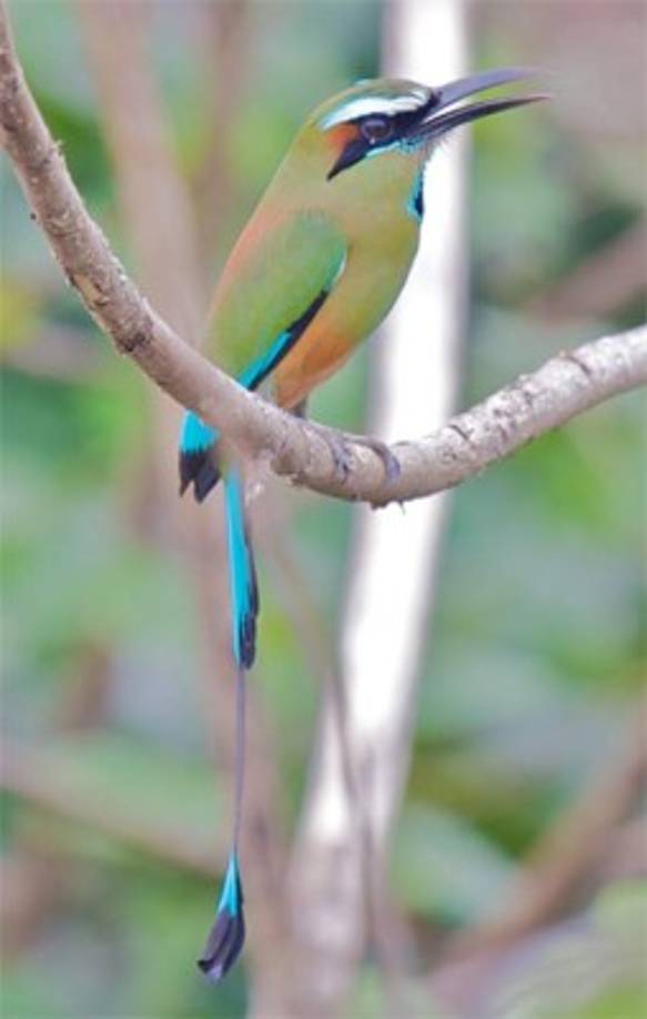 Taragón Guardabarrancos. Se halla en casi todo el país, pertenece a una de las siete especies de guardabarrancos que se encuentran en el terrotorio nacional. Foto:wakaala.net