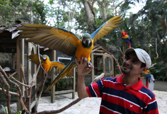 Macaw Mountain brilla como reserva de guacamayas y atractivo turístico