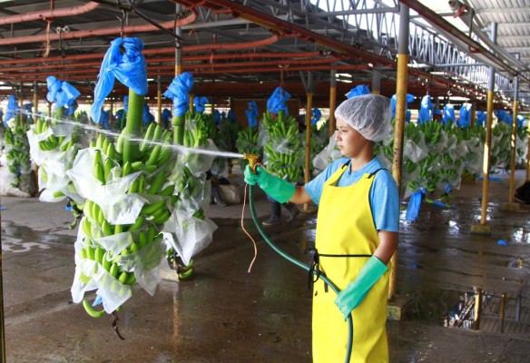 Banano, café y oro, productos que más se exportan a EUA