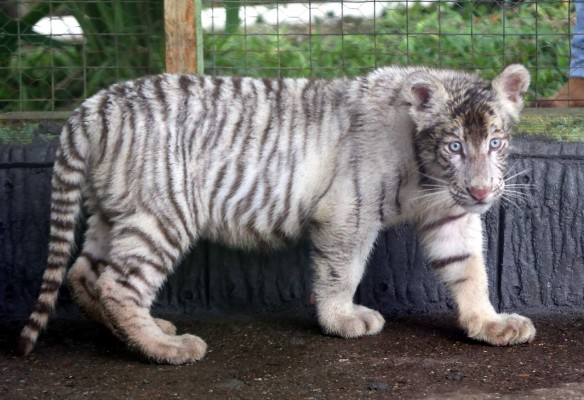 Honduras: Nace tigresa blanca en el zoológico Joya Grande
