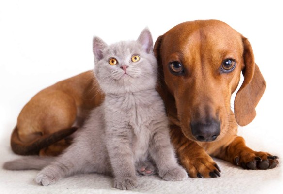 ¿Es beneficioso dormir con la mascota?