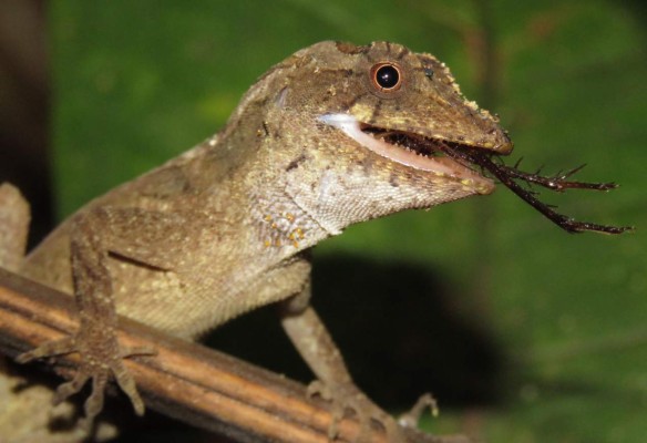 Puerto Cortés inicia plan para explotar el turismo ecológico