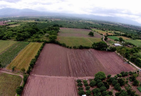 Honduras: 100,000 empleos por año tendrá el agro con reactivación