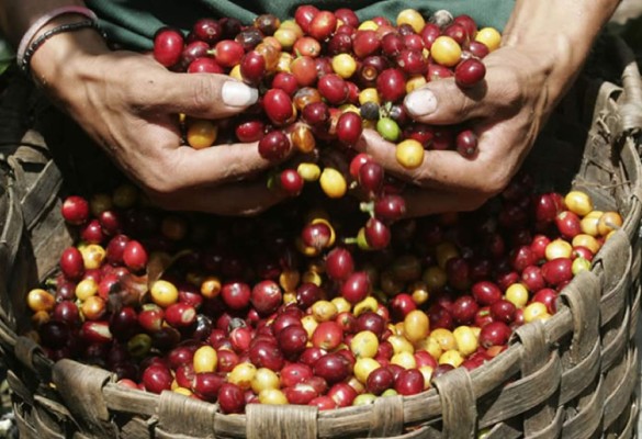 Honduras lucha por afianzar su café en mercado europeo