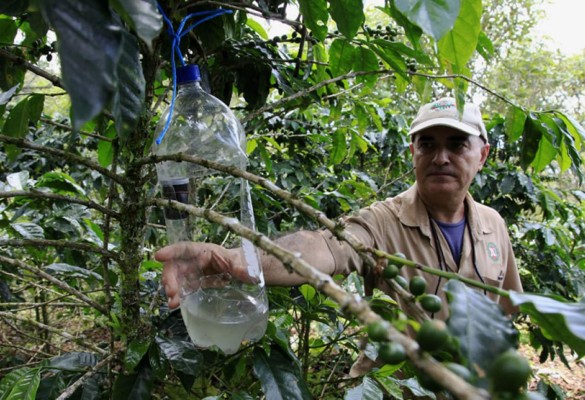 Sequía en Honduras pone en riesgo un millón de quintales de café