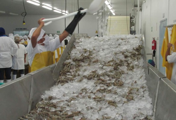 Aumenta el canon para la camaronicultura en Honduras