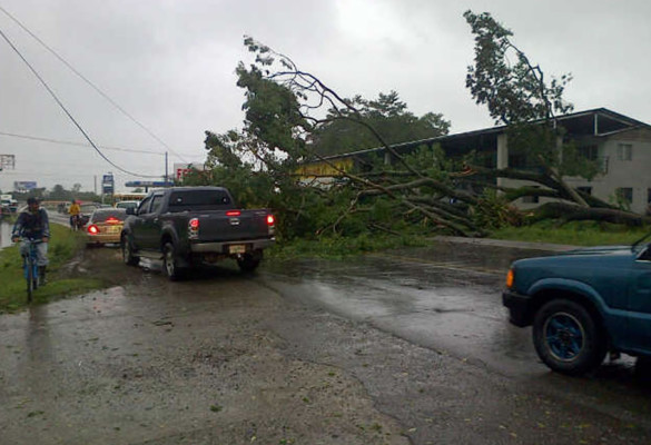 Fuertes vientos dejan árboles caídos en La Ceiba